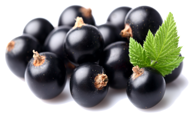 Черная смородина на белом фоне
