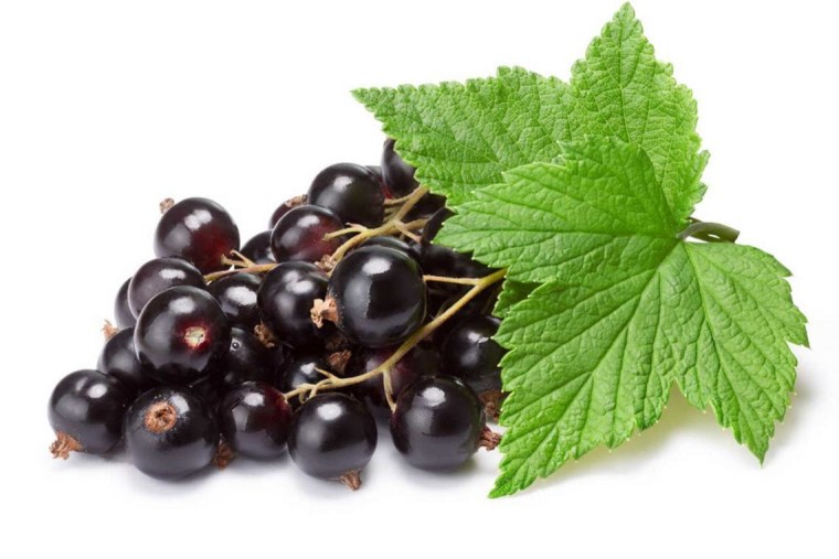 Лист смородины