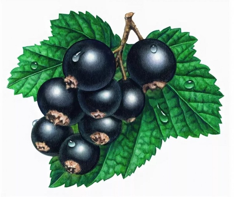 Смородина черная Фармакогнозия