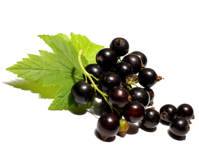Черная смородина на белом фоне