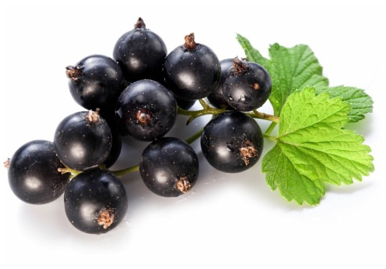 Черная смородина на белом фоне