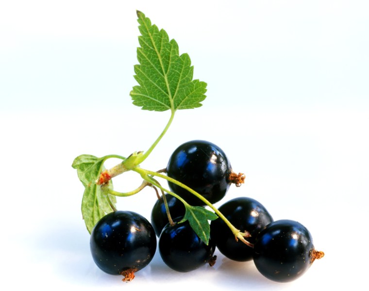 Лист смородины