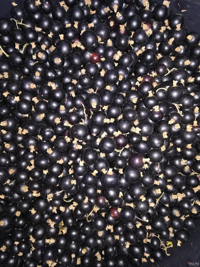 Смородина россыпью