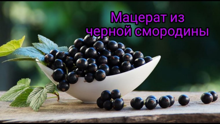 Мацерат из листьев черной смородины