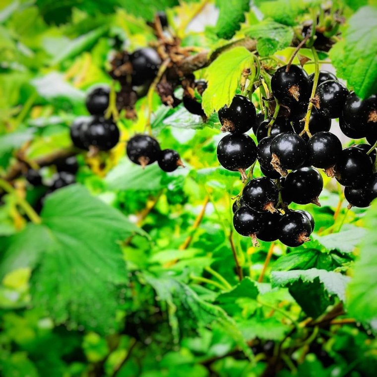 Чишма (смородина черная)