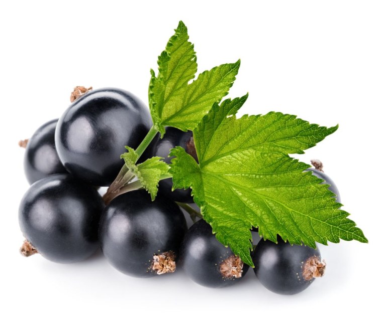 Черная смородина на белом фоне