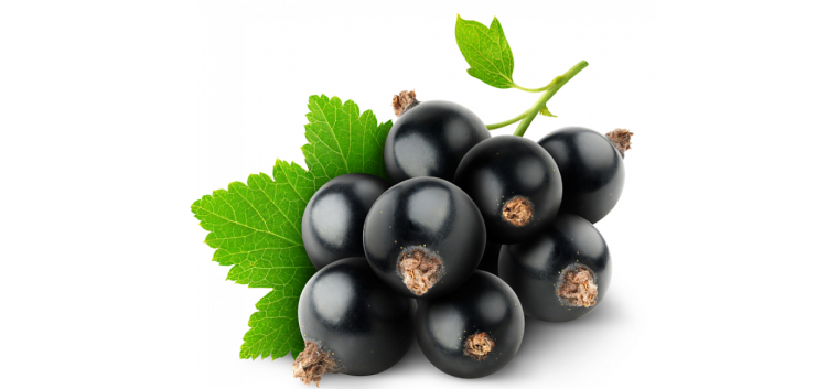 Ягодки смородины без фона