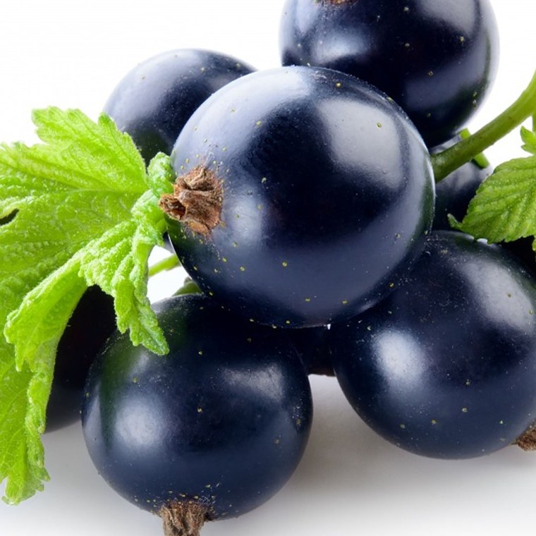 Черная смородина Бычковская