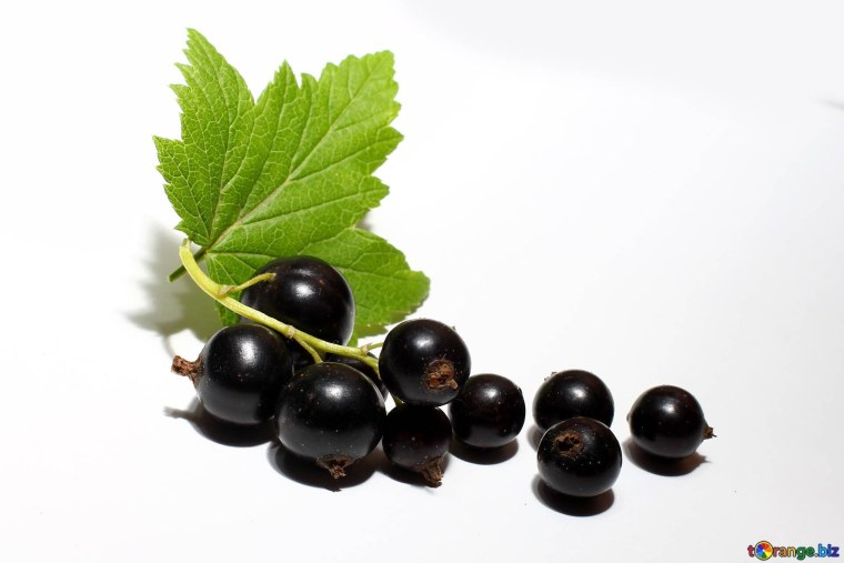 Смородина чёрная