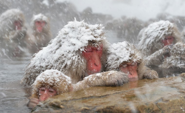Обезьяна в горячем источнике зимой