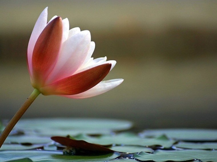 Смирение цветы