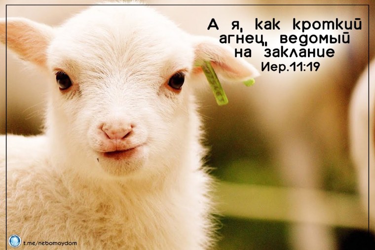 Кроткий человек 5 букв