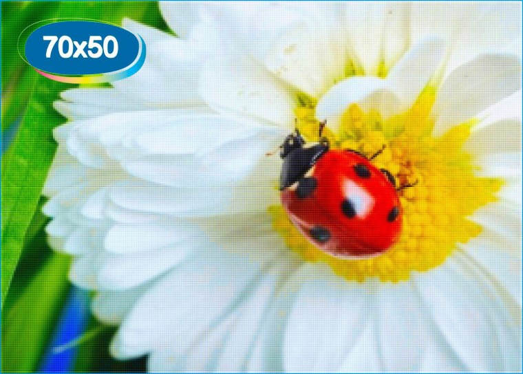 Божья коровка на ромашке