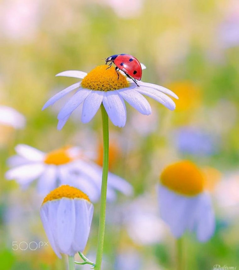 Божья коровка на подсолнухе