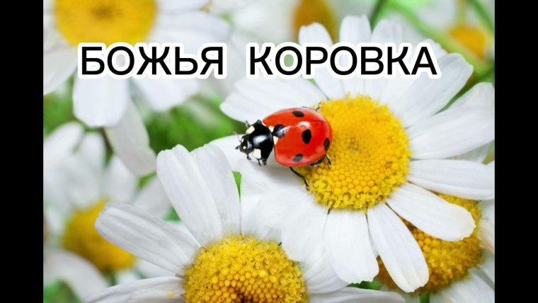 Лето ромашки и Божья коровка