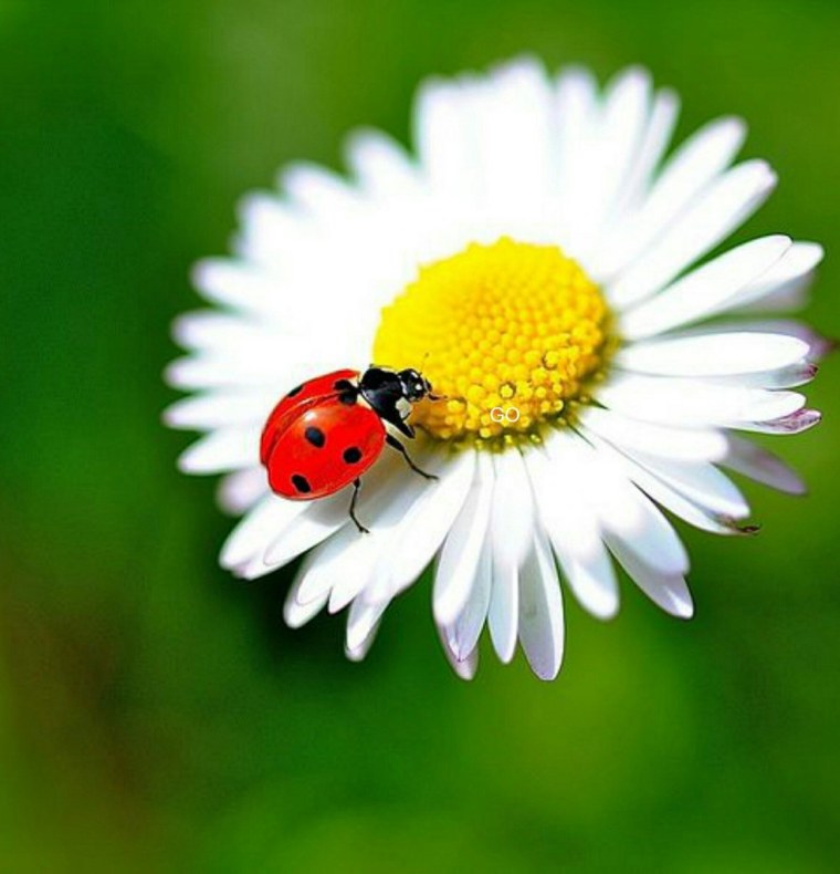 Красивые ромашки и Божьи коровки