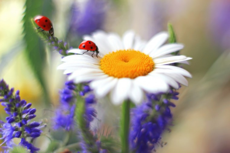Лето ромашки и Божья коровка
