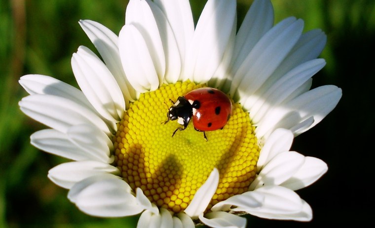 Божья коровка на ромашке