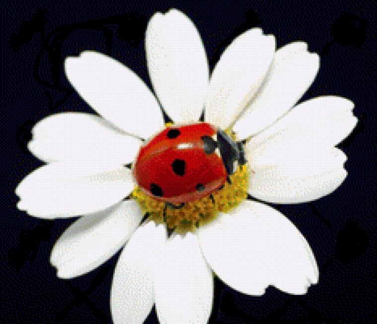 Букет ромашек с Божьей коровкой