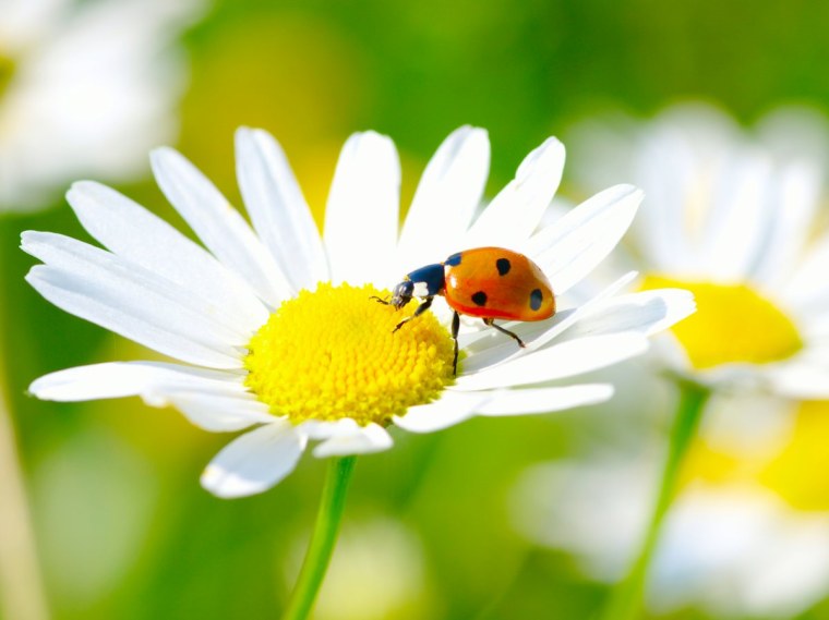 Фотообои ромашки с Божьей коровкой