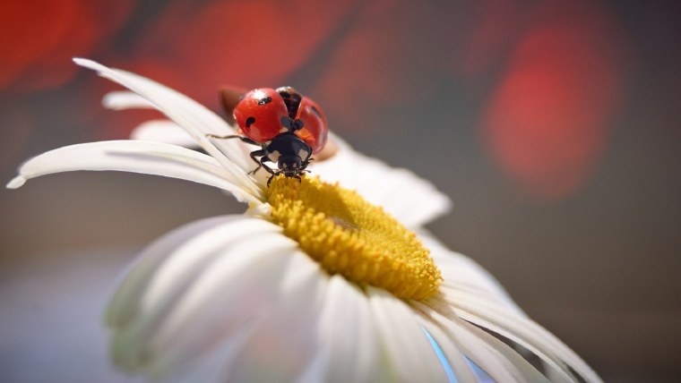 Обои на телефон Божья коровка на ромашке