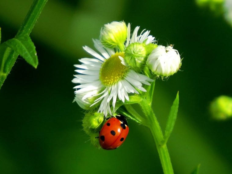 Божья коровка на ромашке фото