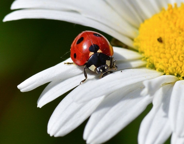 Божья коровка на ромашке фото