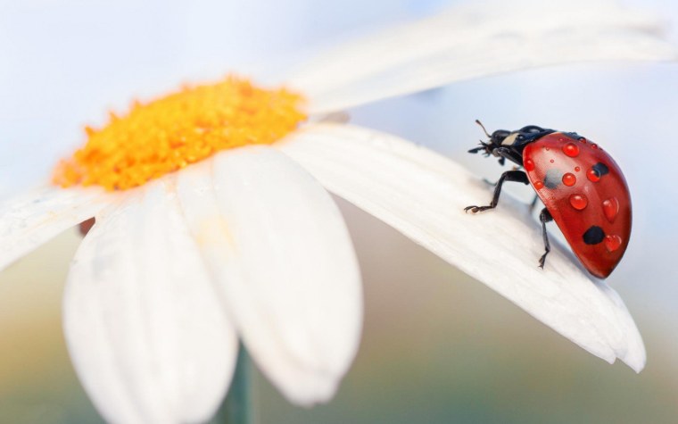 Божья коровка на ромашке