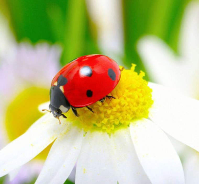 Лето ромашки и Божья коровка