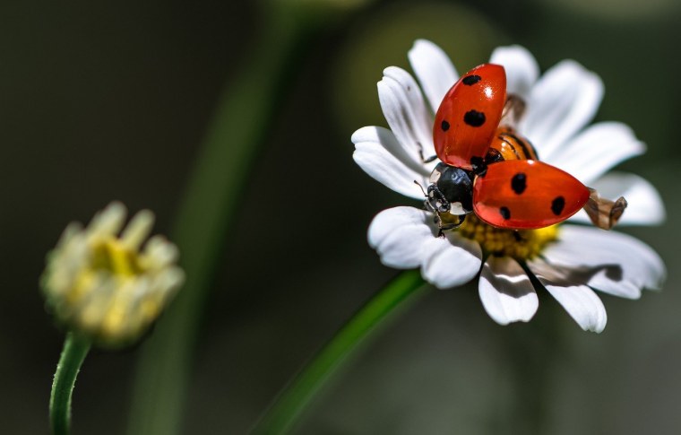 Божья коровка на ромашке