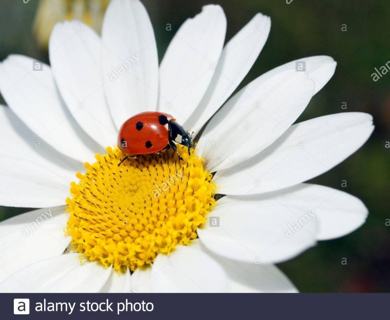 Божья коровка на ромашке