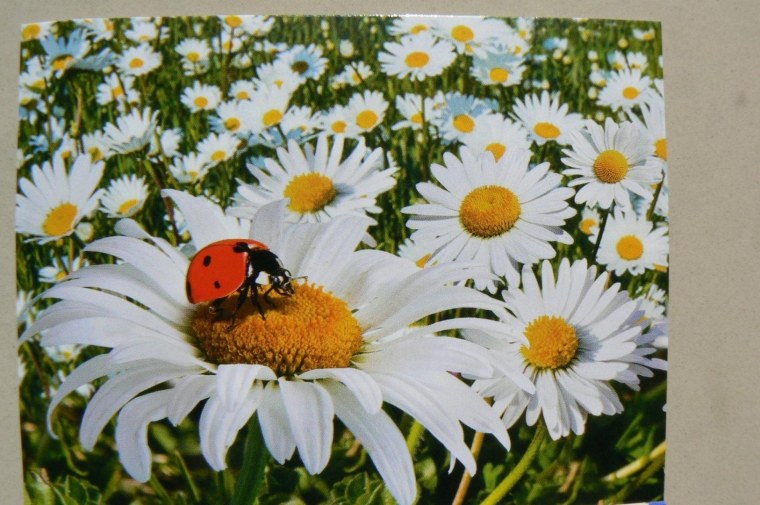 Божья коровка на ромашке