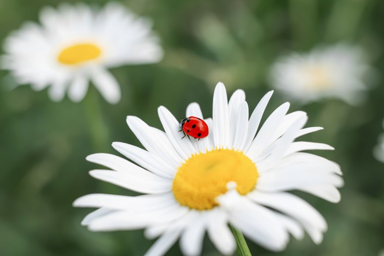 Божья коровка на ромашке