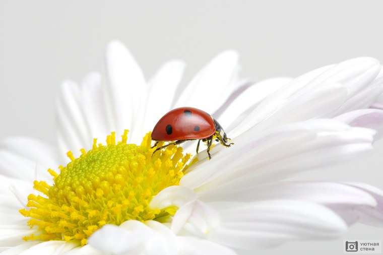 Обои на телефон Божья коровка на ромашке