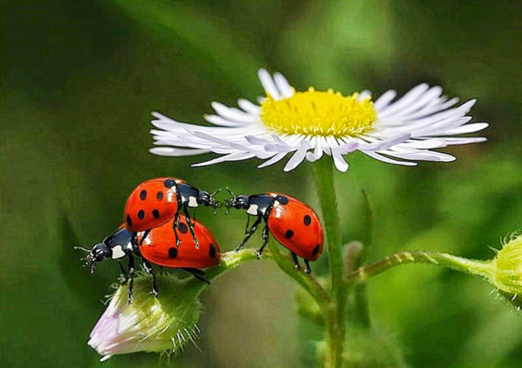 Божья коровка на ромашке