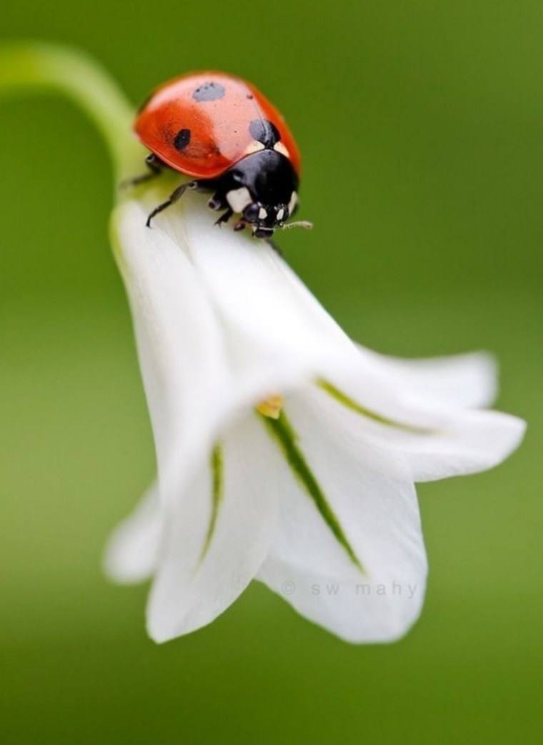Божья коровка на ромашке