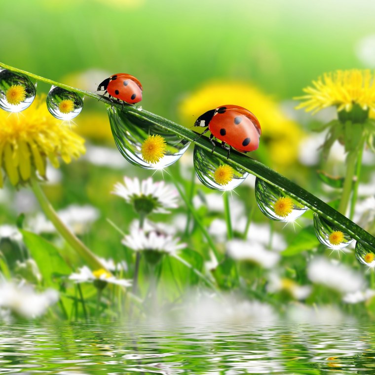 Полевые цветы с Божьей коровкой