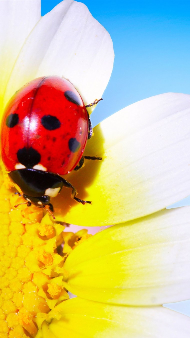 Божья коровка на ромашке