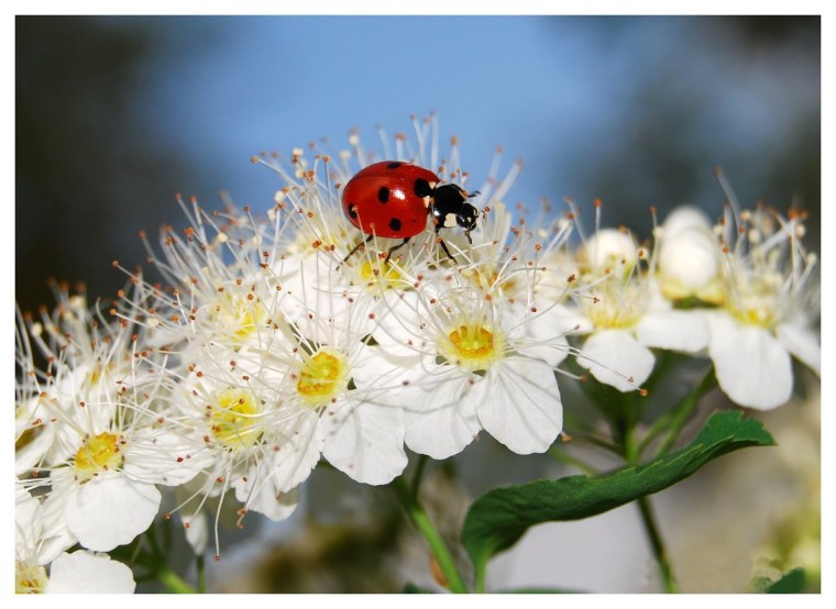 Букет ромашек с Божьей коровкой