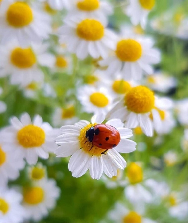 Лето ромашки и Божья коровка