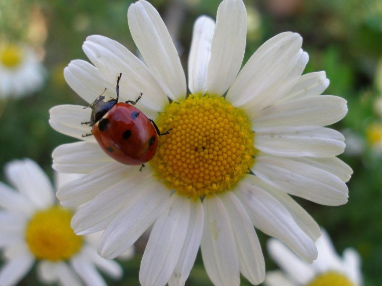 Божья коровка на ромашке