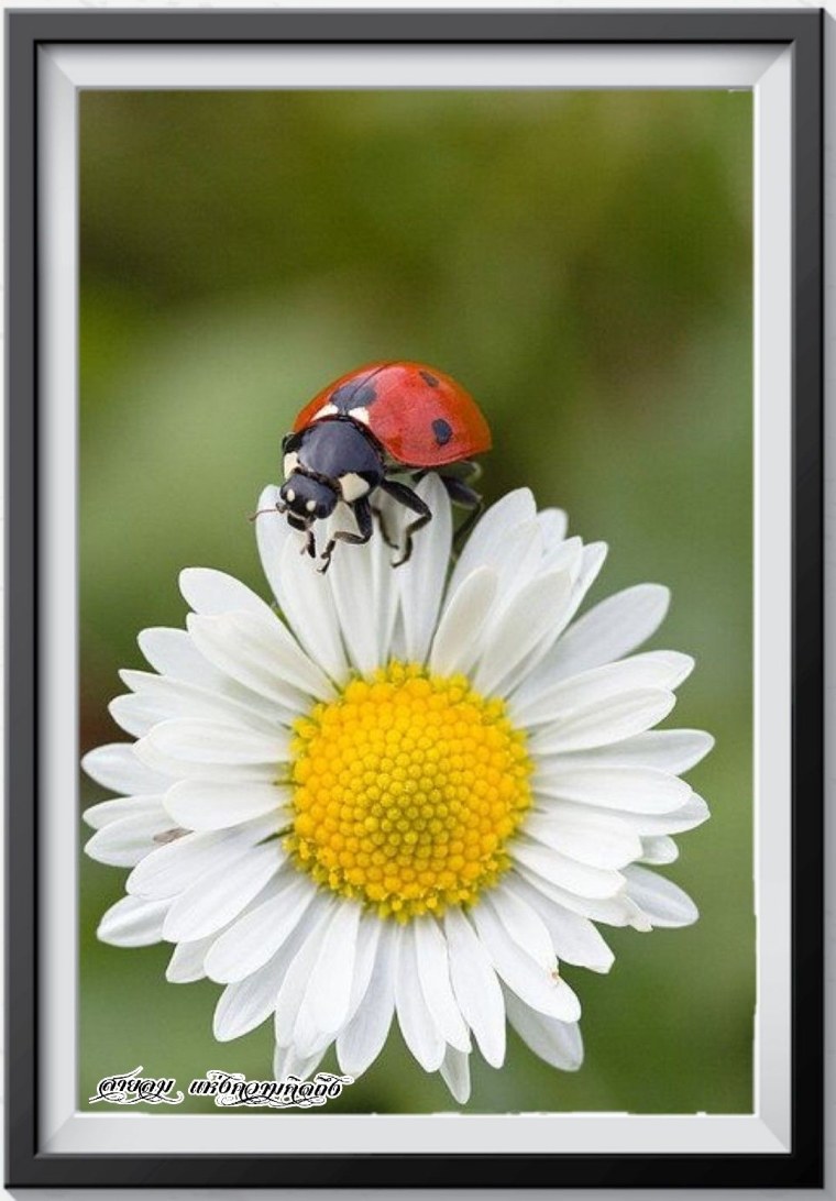 Красивые ромашки и Божьи коровки