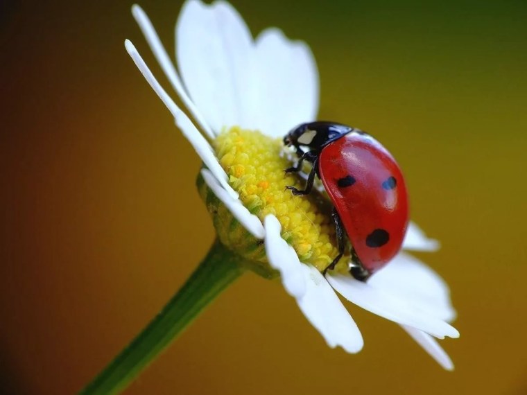 Божья коровка на ромашке