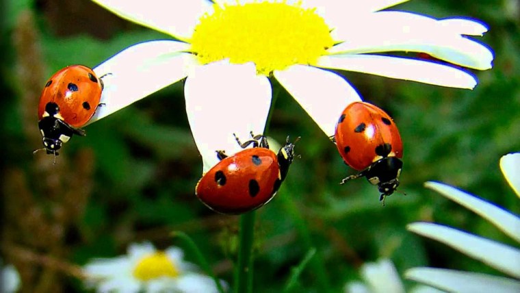 Божья коровка на ромашке