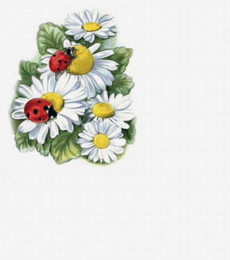 Букет ромашек с Божьей коровкой