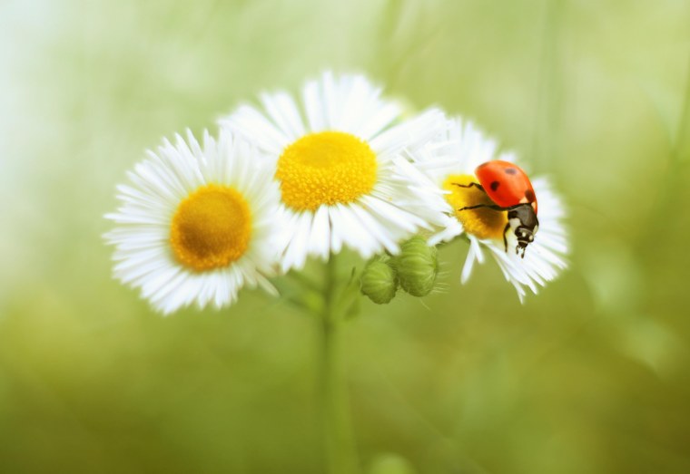 Божья коровка на ромашке фото