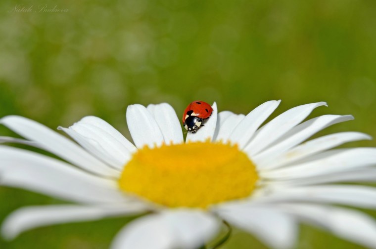 Природа ромашки с Божьей коровкой