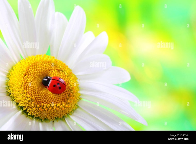 3 Божьи коровки Ромашка