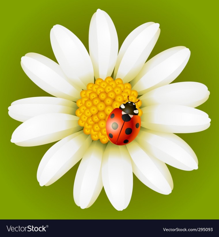 Божья коровка на ромашке белый фон