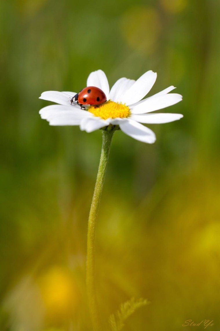 Ромашки и букашки